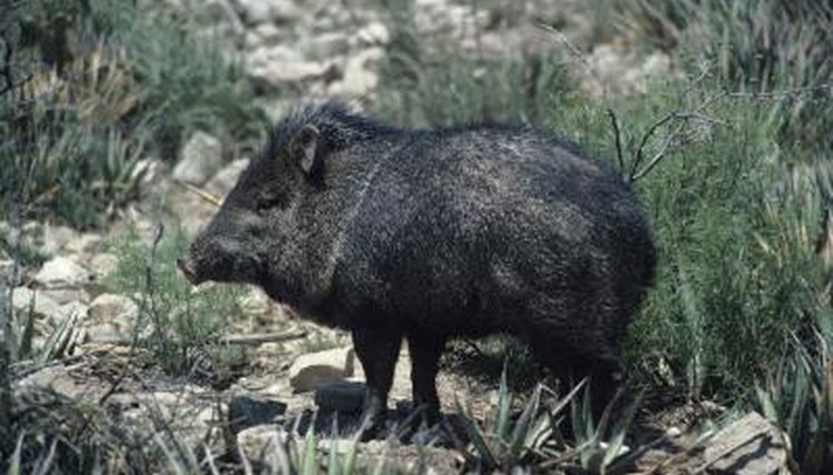 what-is-the-difference-between-a-pig-a-peccary-animals-mom-me