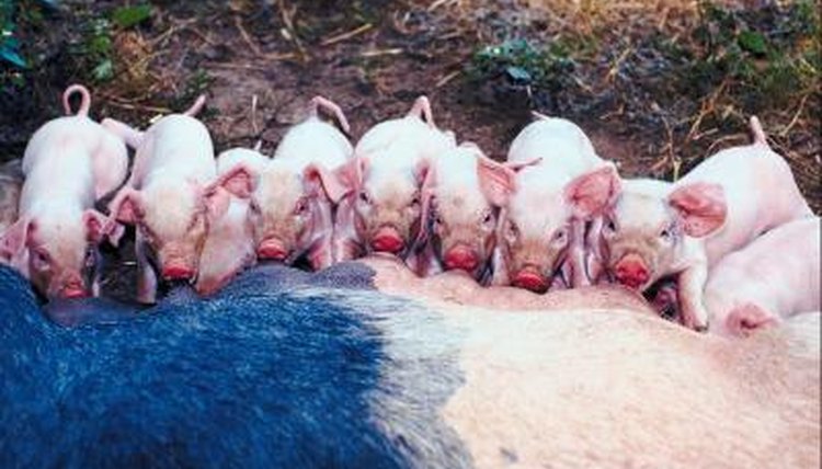 the-stages-of-gestation-of-domestic-pigs-animals-mom-me