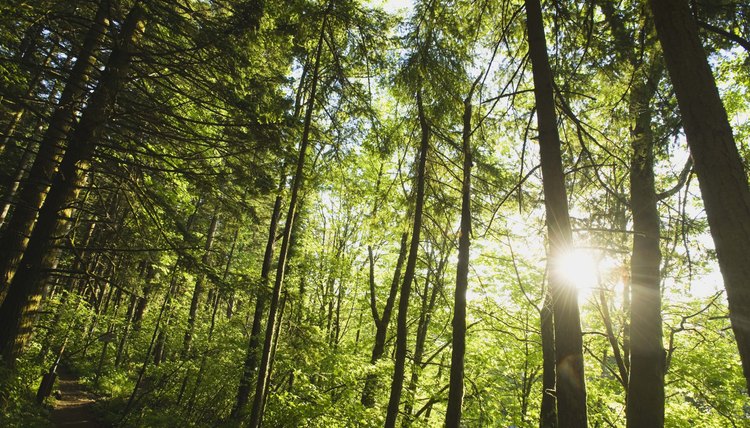 The United States added a net 19 million acres of trees between 1990 and 2010 but still contributes to deforestation as an importer of forest products -- $20 billion worth in 2011.