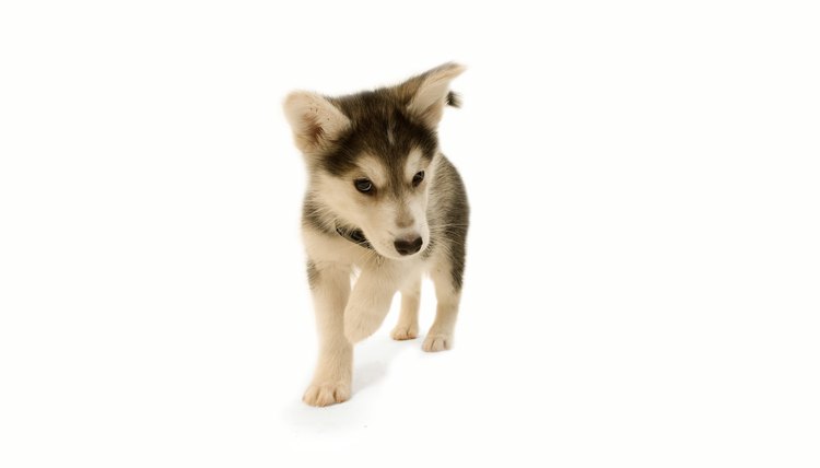 DailyPuppy article image