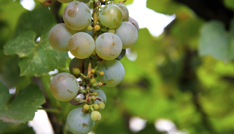 White Grape Bunch ready for harvest