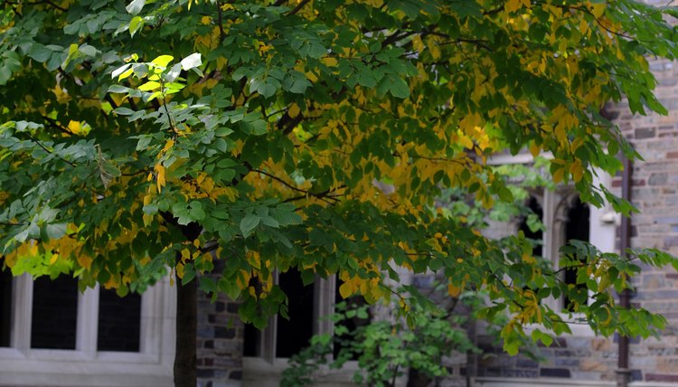 Two college students read in the grass at Princeton University.