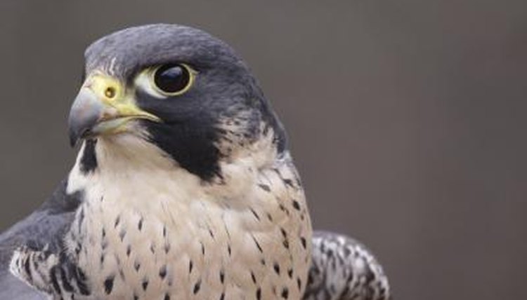 Different Breeds of Falcons | Animals - mom.me