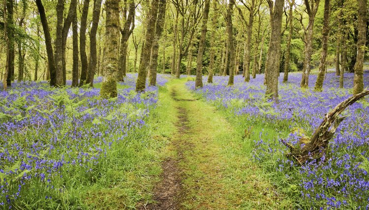 A trail cuts through a Scottish forest full of bluebells in bloom