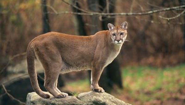 characteristics cougars 6024