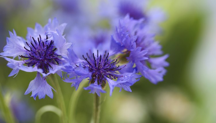 Bachelor's button, also known as cornflower, represents hope and devotion to the recipient.