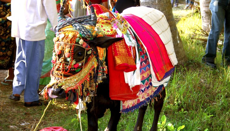 The cow is considered sacred in Hinduism and may not be killed for meat.