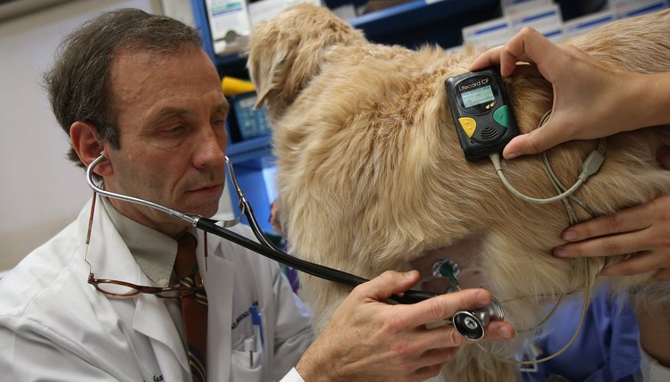 DailyPuppy article image