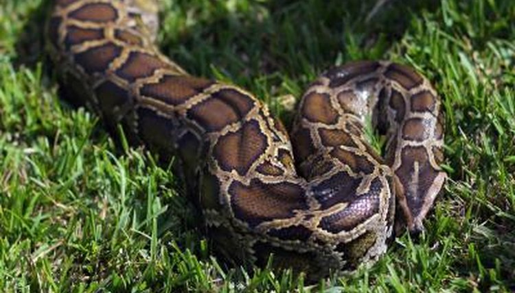 The Climate for a Burmese Python | Animals - mom.me