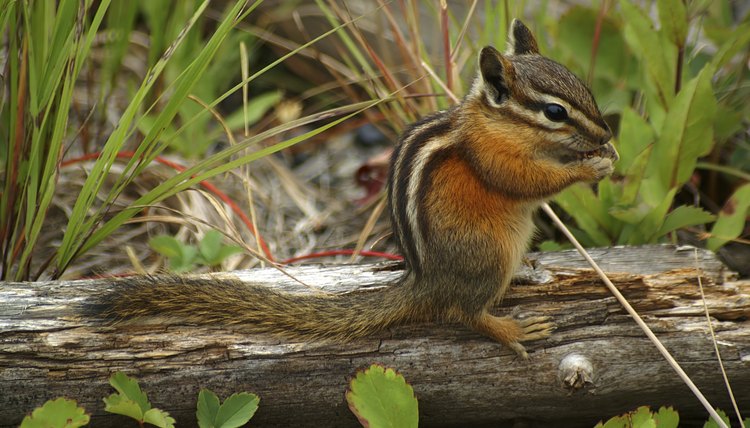 How to Deter Chipmunks From Eating Flowers | Animals - mom.me