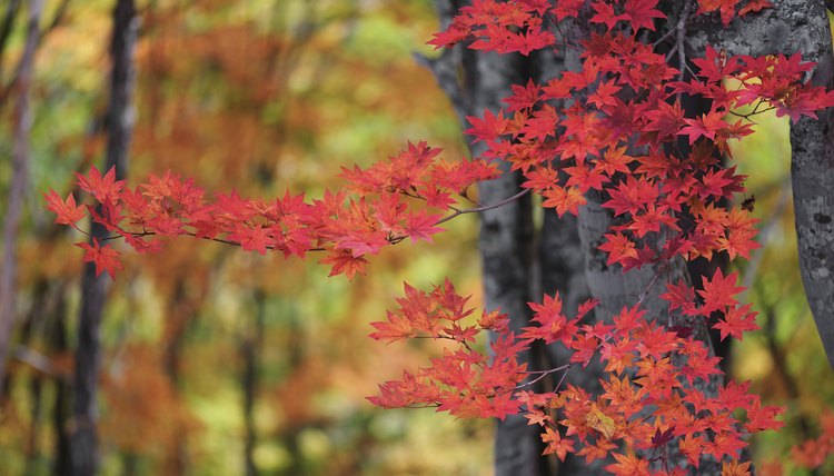 Branch of Japanese maple tree