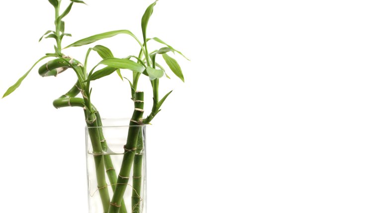 Lucky bamboo in a water glass makes a simple Asian-themed party centerpiece.