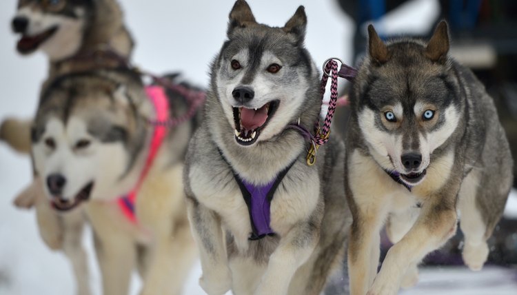 DailyPuppy article image