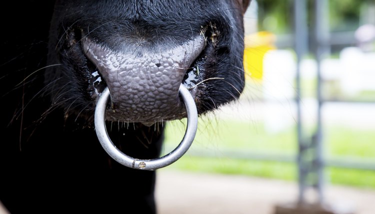 Why Do Bulls Have Rings in Their Noses? | Animals - mom.me