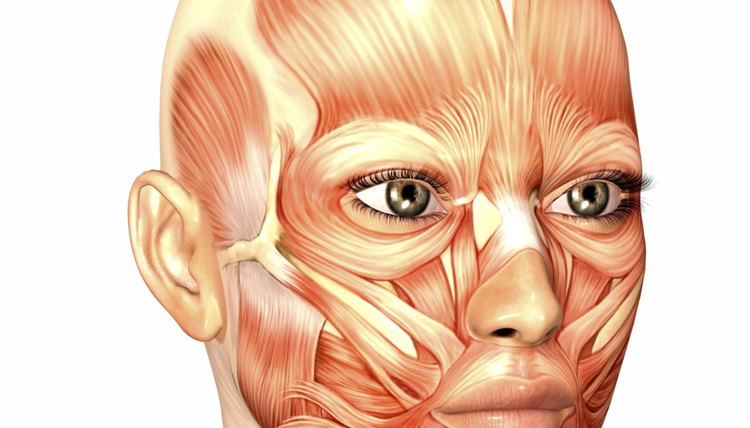 Illustration of the anatomy of a female human face
