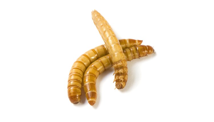 make money selling mealworms