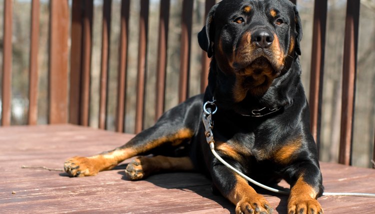 How to Train Rottweilers as Guard Dogs using Common Sense