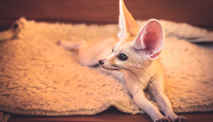 How to Buy a Pet Fox | Animals - mom.me