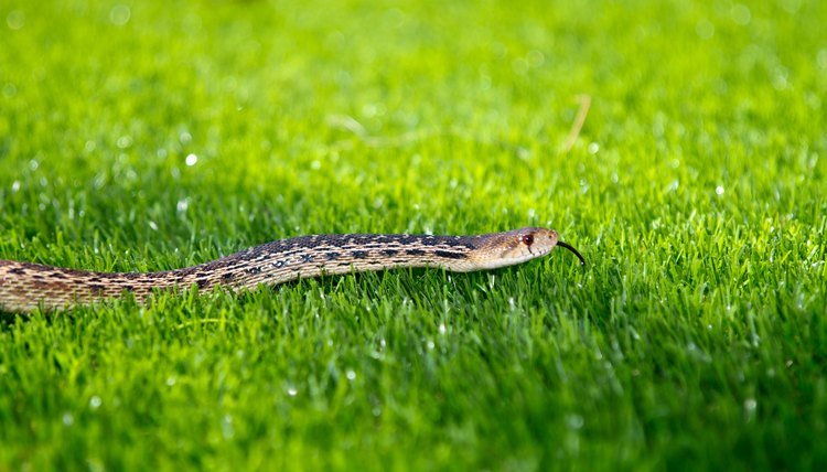 How To Keep Snakes Away From A House Animals Momme