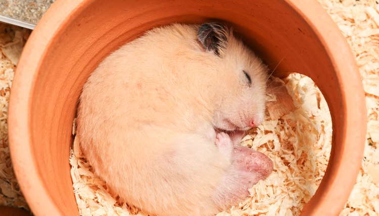 List of Animals Who Hibernate | Animals - mom.me