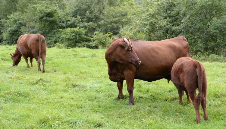 Beefmaster Cattle Facts | Animals - mom.me