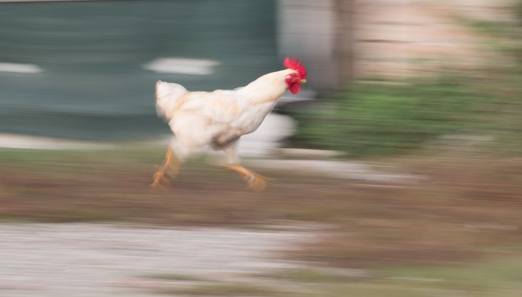 How Fast Does A Chicken Run Animals Momme