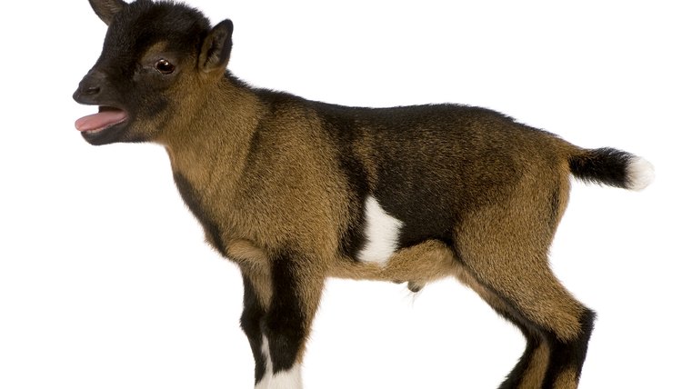 How to Potty Train a Pygmy Goat | Animals - mom.me