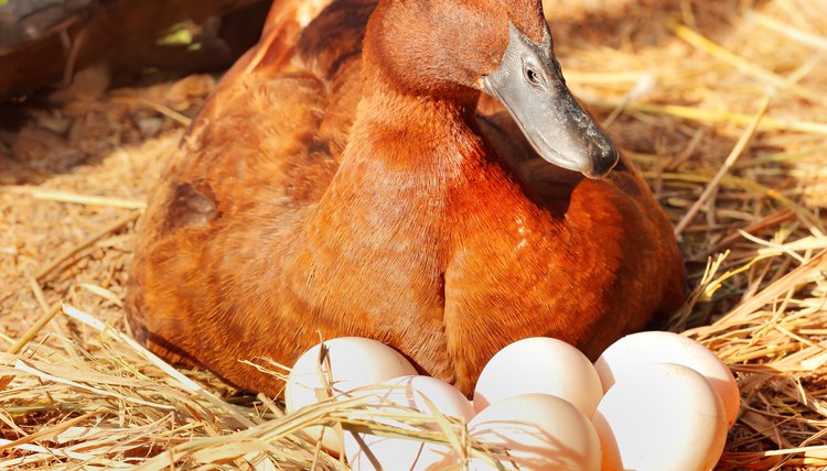 How Many Hours a Day Does a Duck Have to Sit on Her Eggs ...