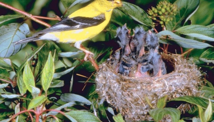 How to Make a Nest for a Finch | Animals - mom.me