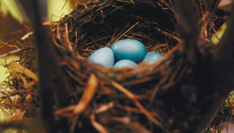 what-eats-robin-eggs-animals-mom