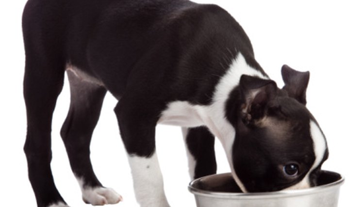 ants in dog food ants in dog food