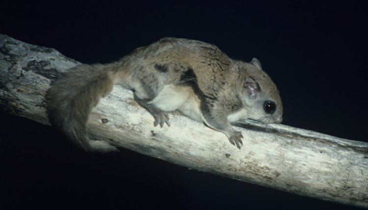 What States Allow Flying Squirrels As Pets? | Animals - mom.me