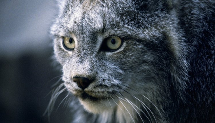 The Major Characteristics of a Bobcat | Animals - mom.me