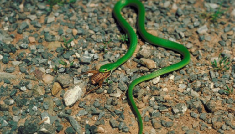 How To Identify Snakes In Maine 