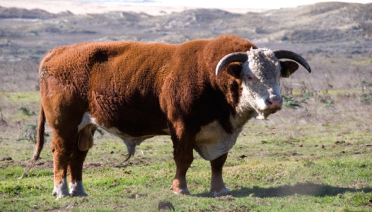 Heifer Bull and Herd Bull: What Is the Difference? | Animals - mom.me