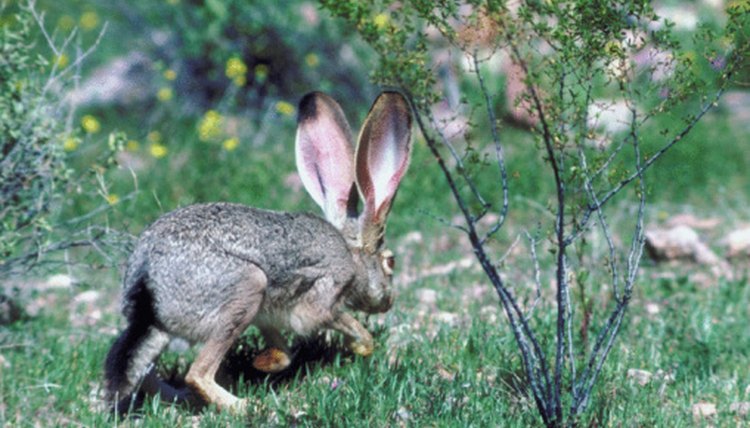 Rabbit Hibernation | Animals - mom.me