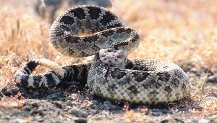 How To Tell The Age Of A Rattlesnake | Animals - Mom.me