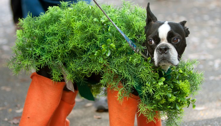 How to Grow a Chia Pet | Animals - mom.me