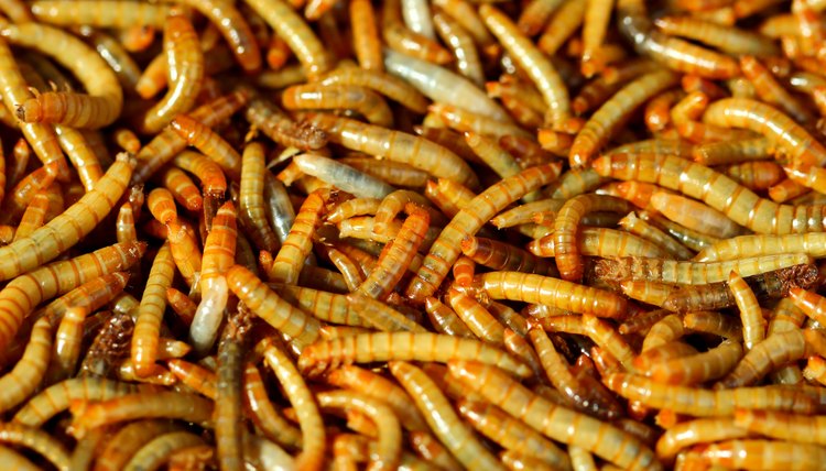 Mealworms Facts | Animals - mom.me