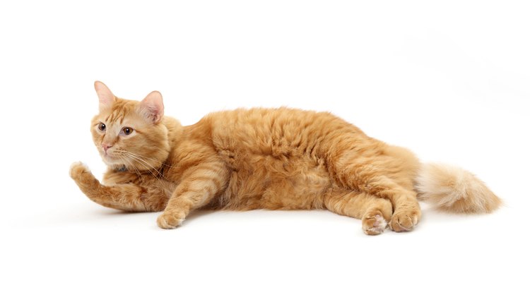 how does neutering affect a cat