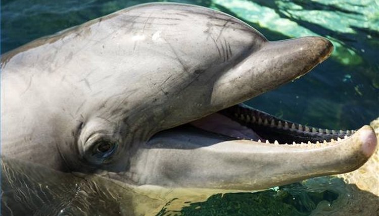 How Do Dolphins Hunt?