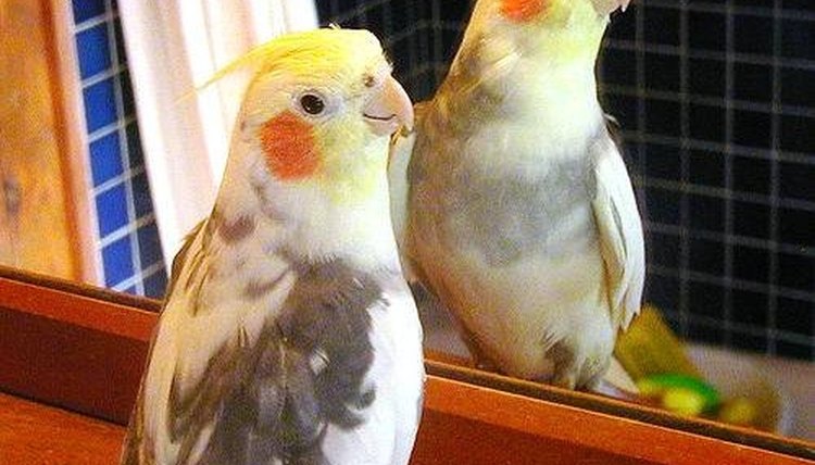 Parrot Lice What Bird Owners Should Know