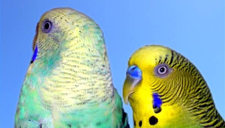 Symptoms of Liver Disease in Parakeets | Animals - mom.me