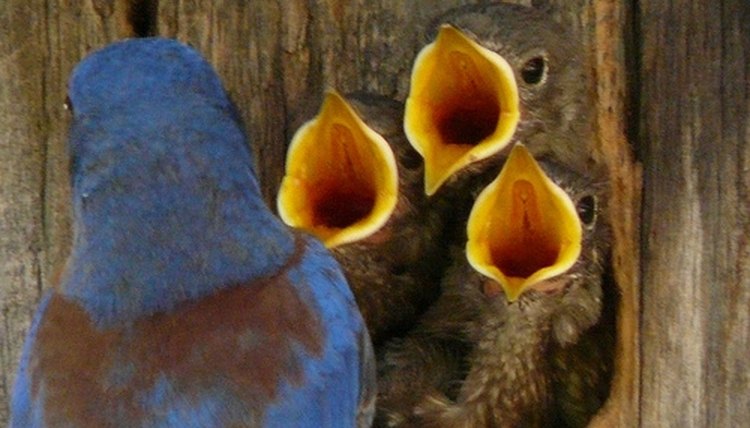  how long do baby birds stay in the nest sciencing