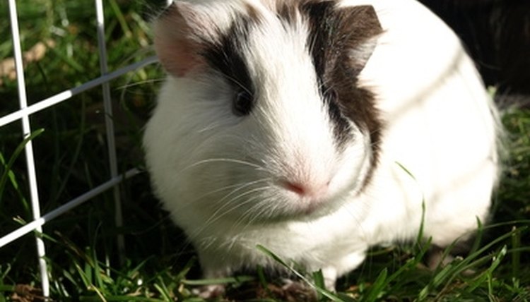A guinea pig's nose is pink.