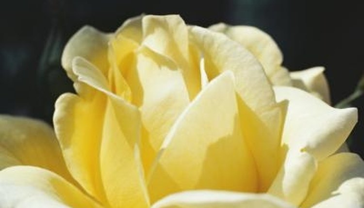 Sentences bloom like a beautiful flower.