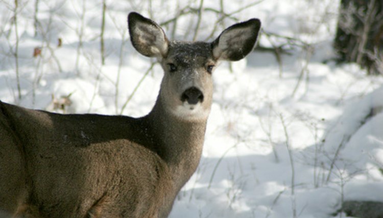 Cougars eat deer and other mammals.