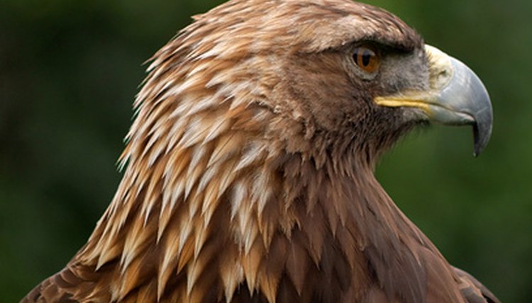 Predators of the Golden Eagle | Animals - mom.me