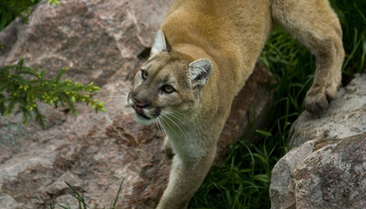 Cougars in North Carolina are usually in captivity such as zoos.
