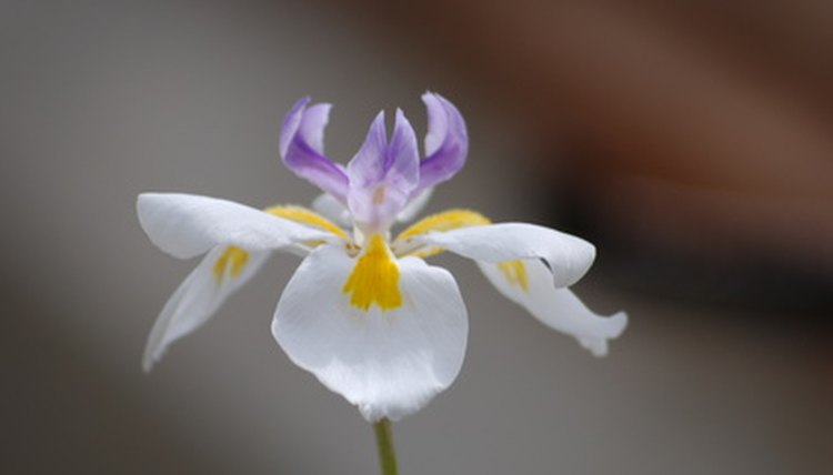 Many types of orchids are cultivated in the Hawaiian Islands, but only four kinds are indigenous.